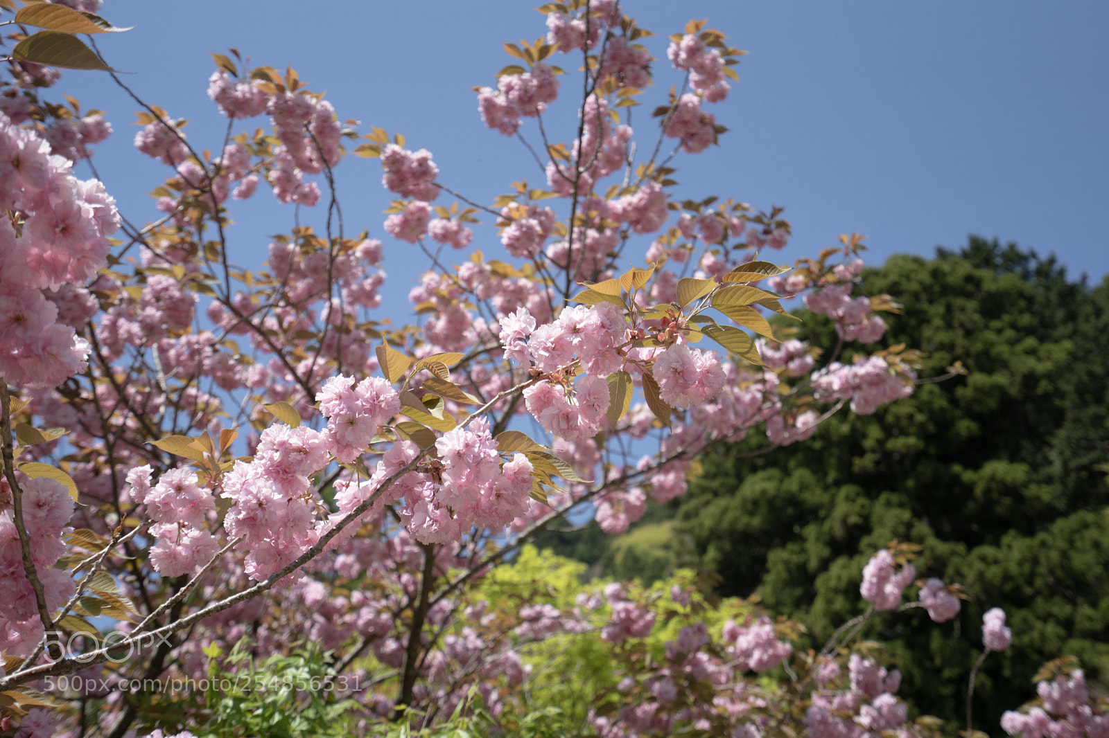 Sony a7 III sample photo. Double cherry blossoms in photography