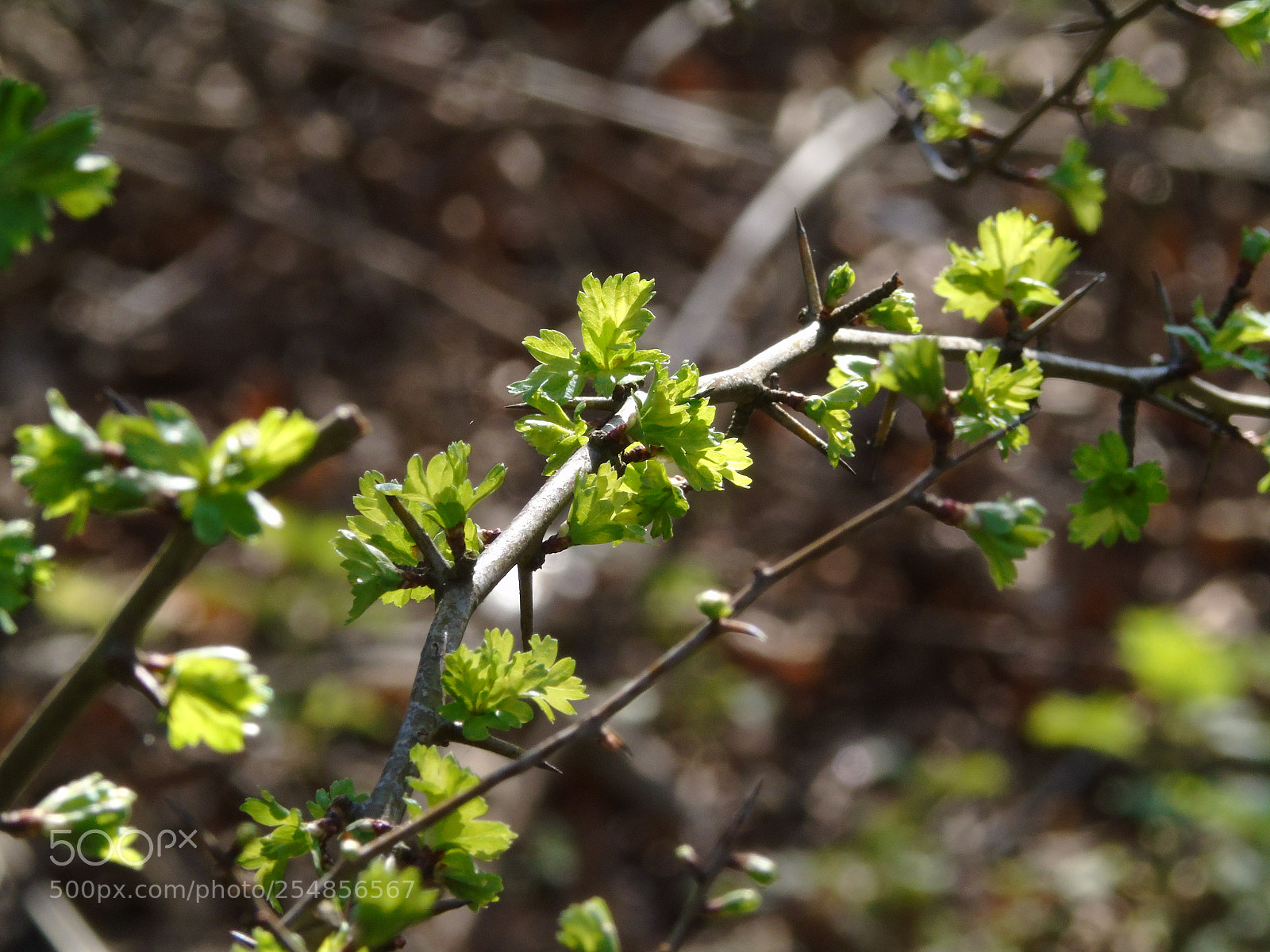Sony Cyber-shot DSC-H400 sample photo. Fresh green leaves in photography