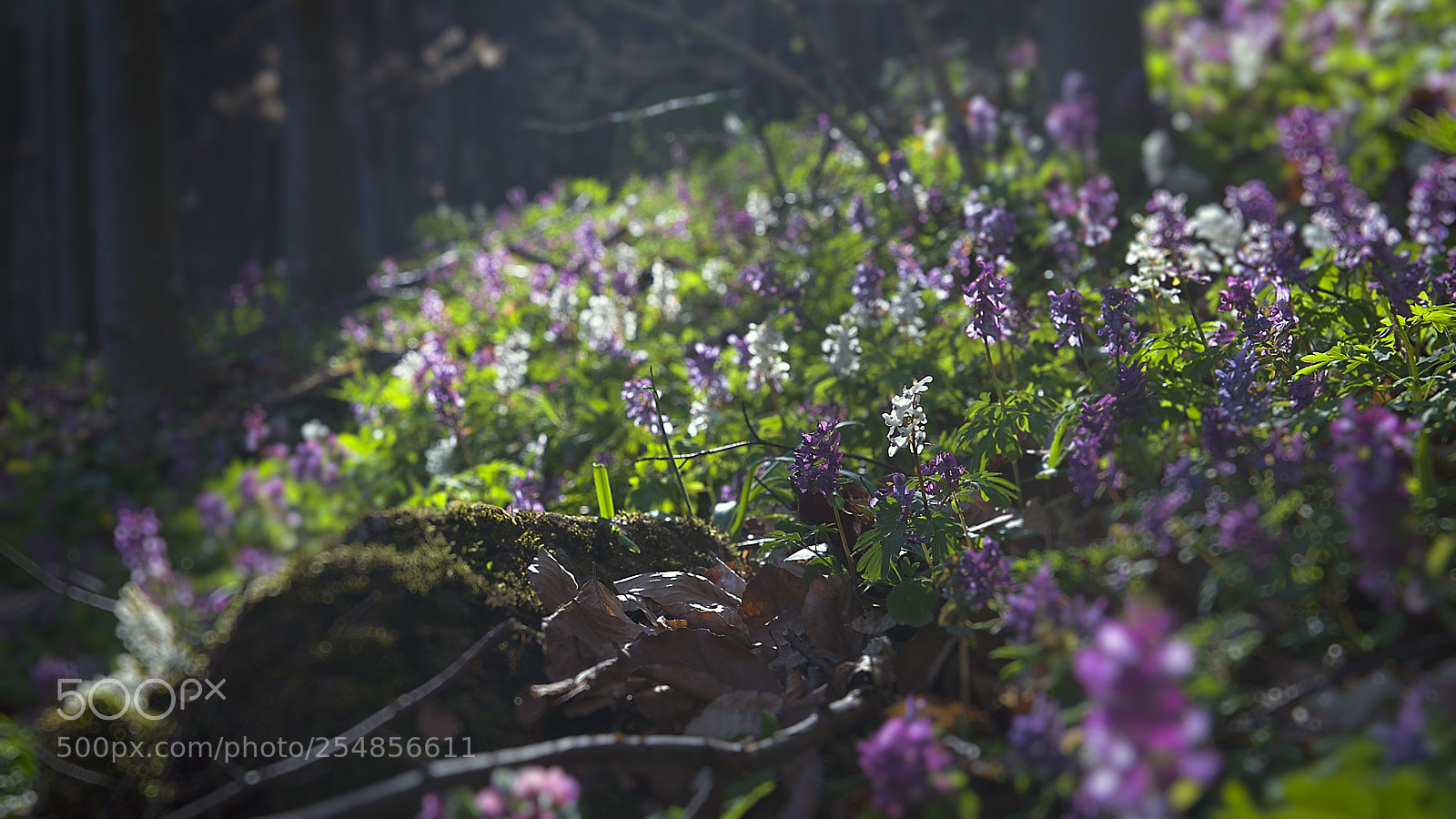 Nikon D610 sample photo. Magic forest photography