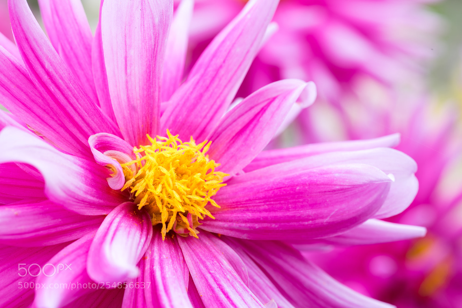 Nikon D810 sample photo. Serendipity photography