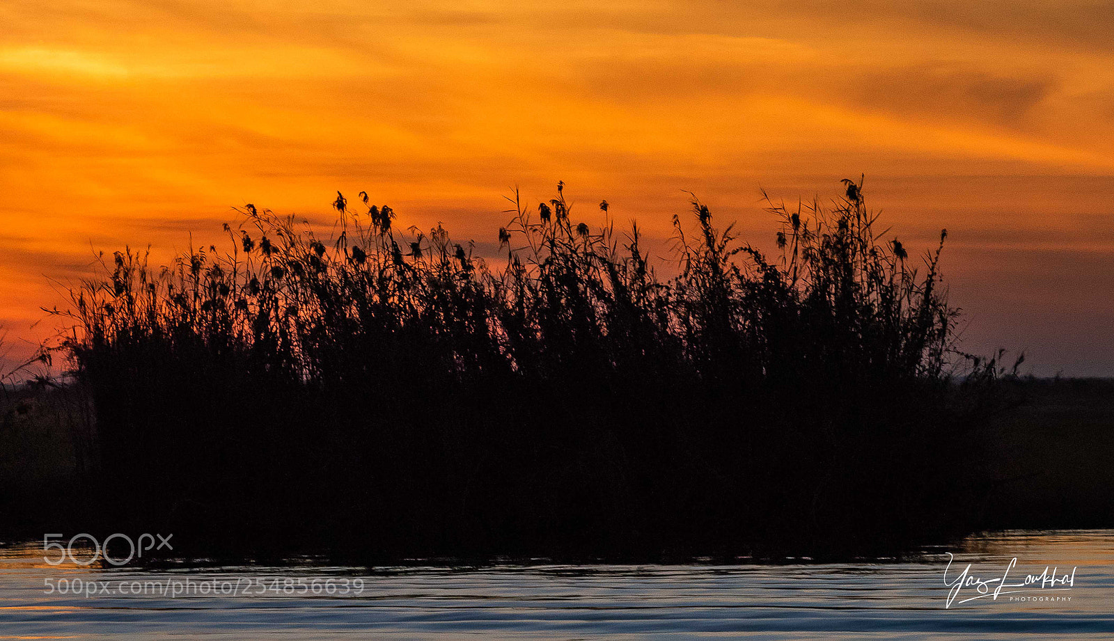 Nikon D810 sample photo. Reeds silhouette photography
