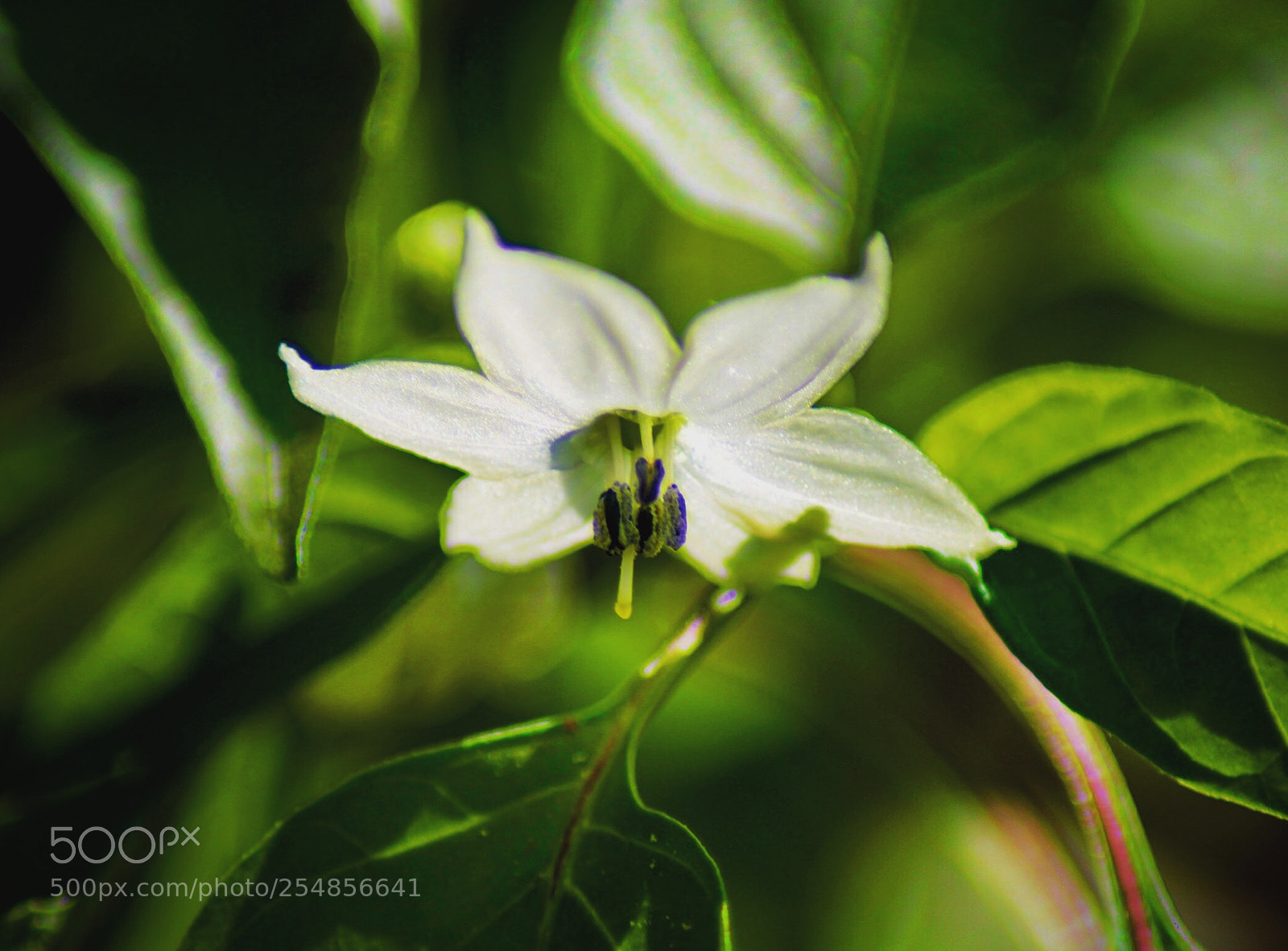 Canon EOS 100D (EOS Rebel SL1 / EOS Kiss X7) sample photo. Chili blossom photography