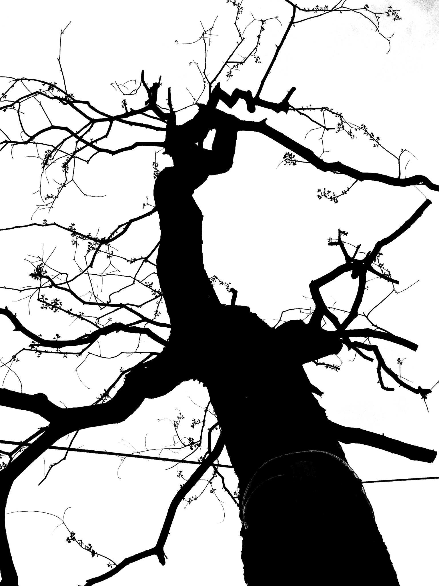 HUAWEI c??Eu?s 6X sample photo. Old tree photography