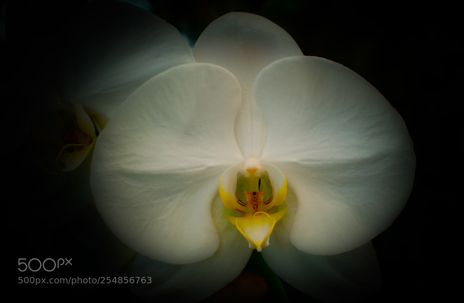 Sony a6000 sample photo. Elegant beauty photography