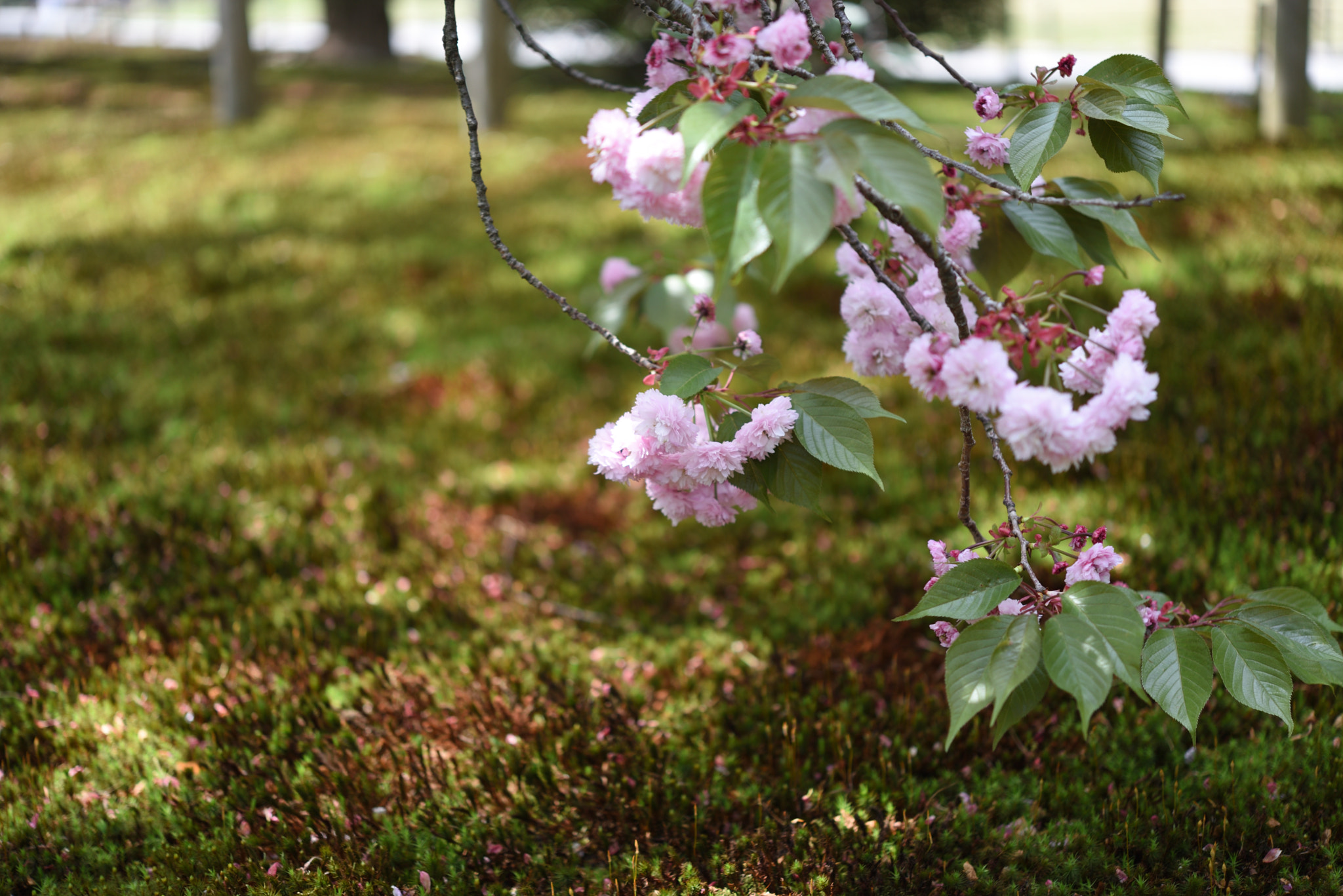 Nikon D750 sample photo. 苔と八重桜 兼六園 photography