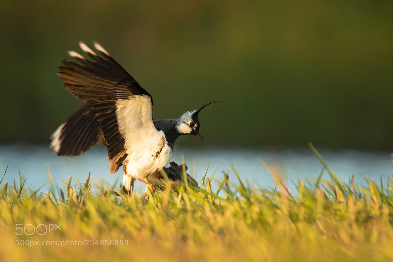 Canon EOS 7D Mark II sample photo. Lapwing (vanellus vanellus) photography