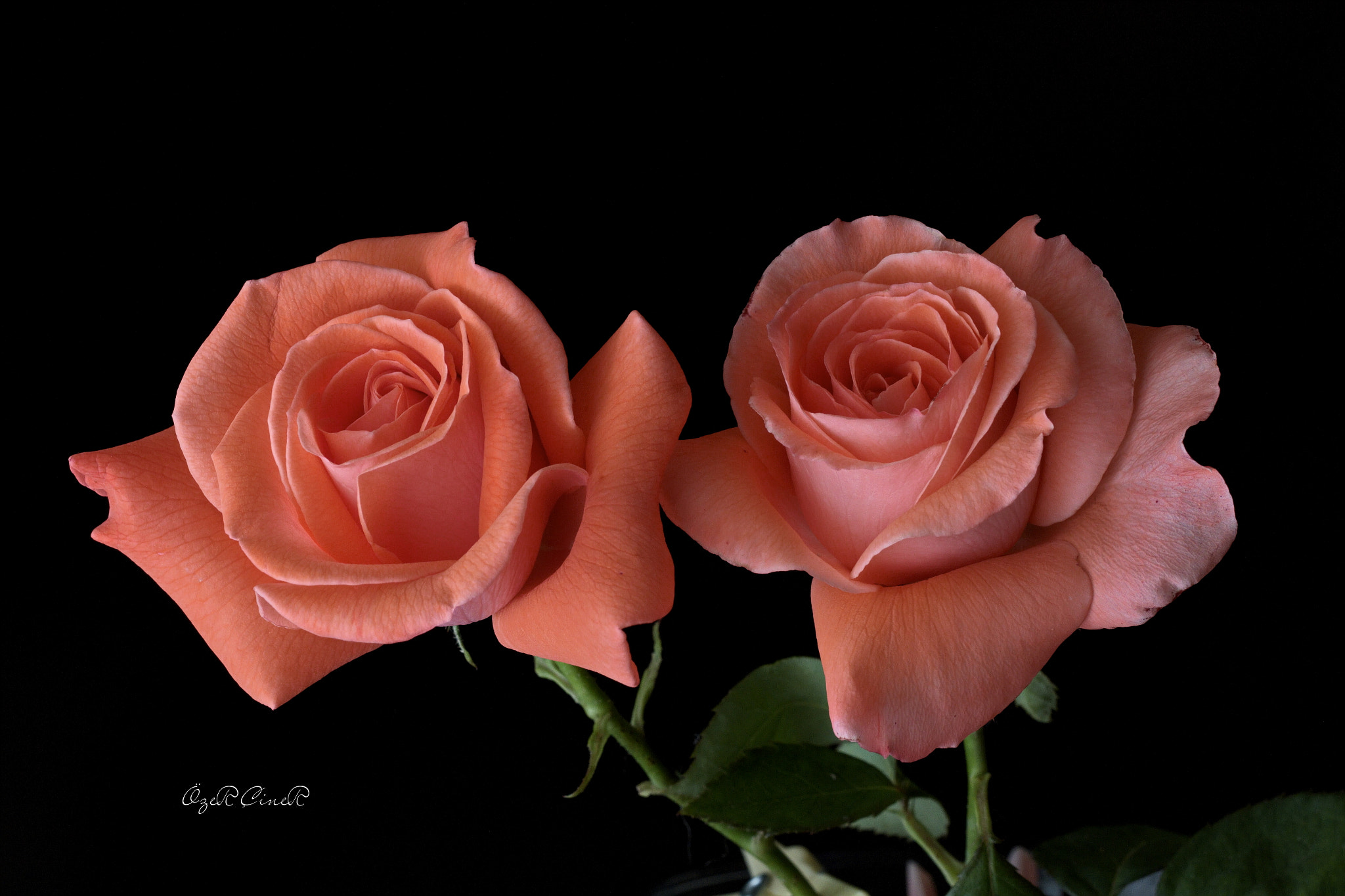 Canon EF 100mm F2.8L Macro IS USM sample photo. Two roses photography