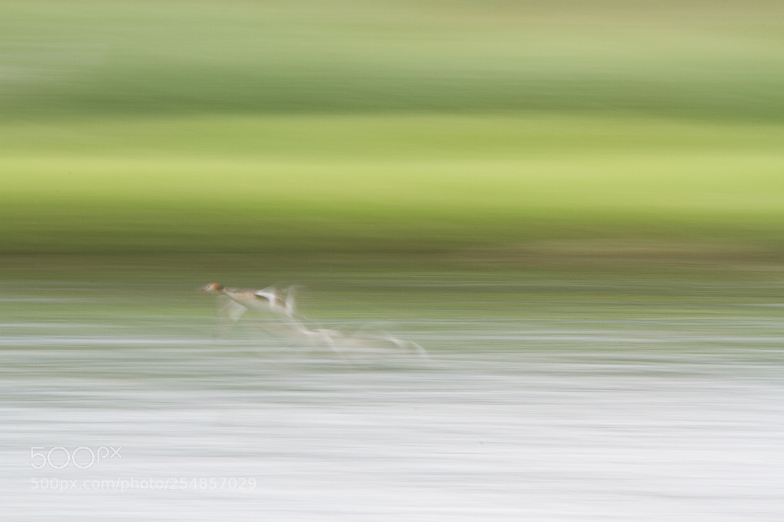 Canon EOS 7D sample photo. Grebe in flight photography