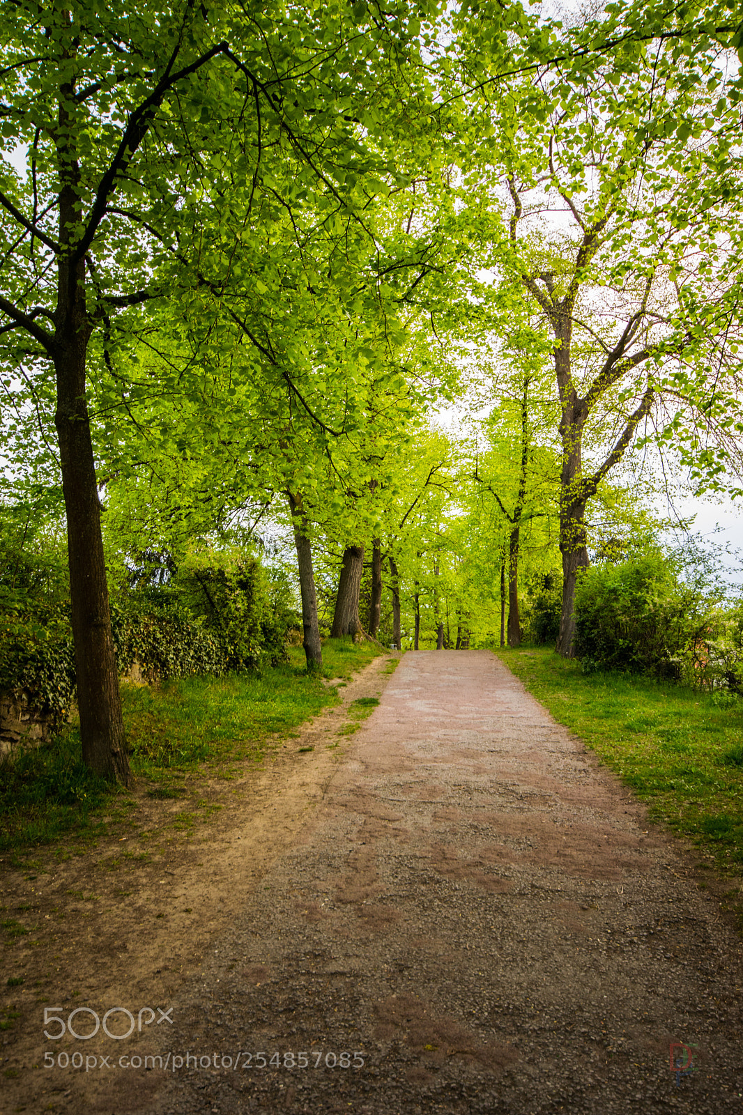 Nikon D5300 sample photo. Forest path photography