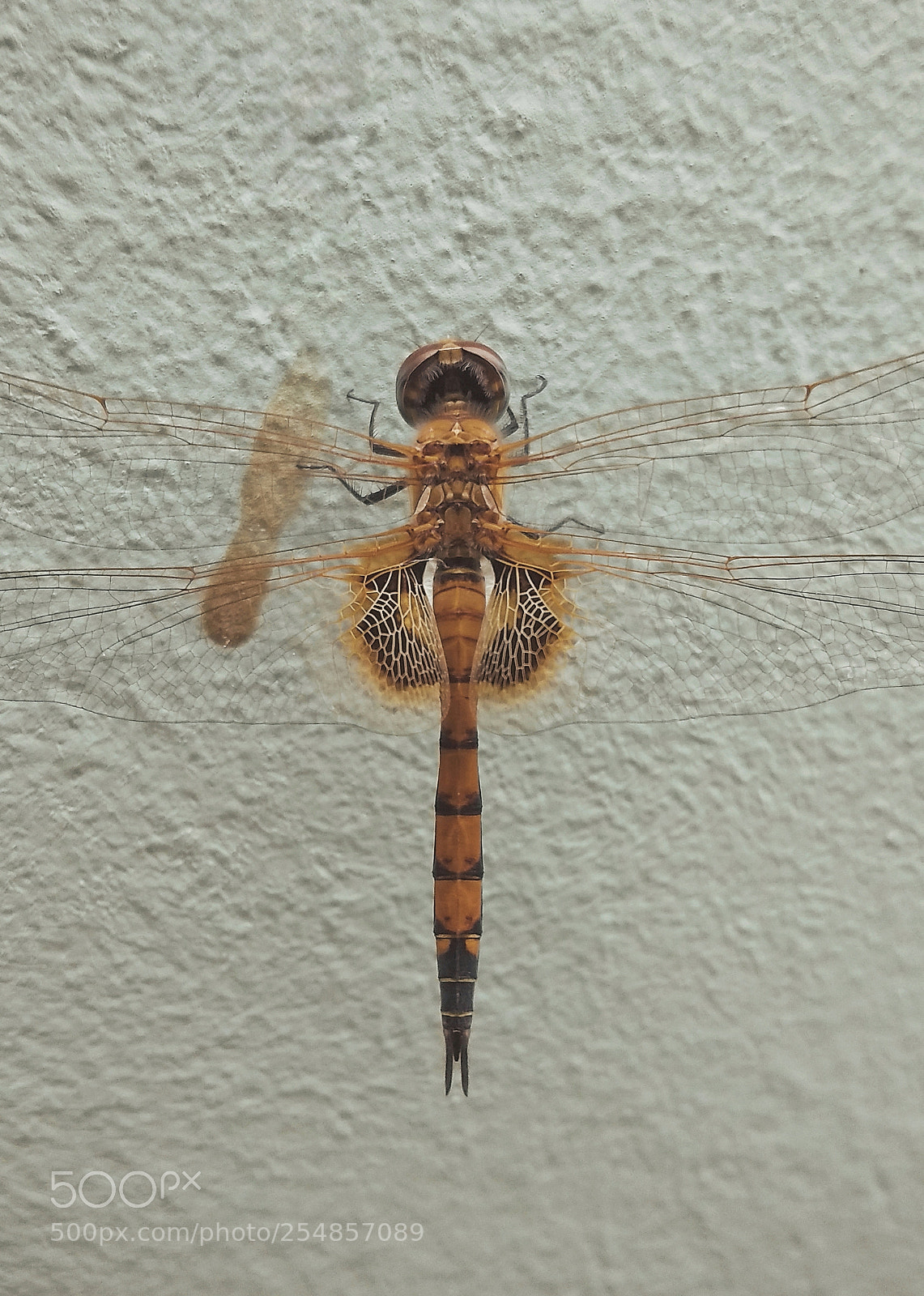 Motorola Moto G (5) Plus sample photo. Earthlings. photography
