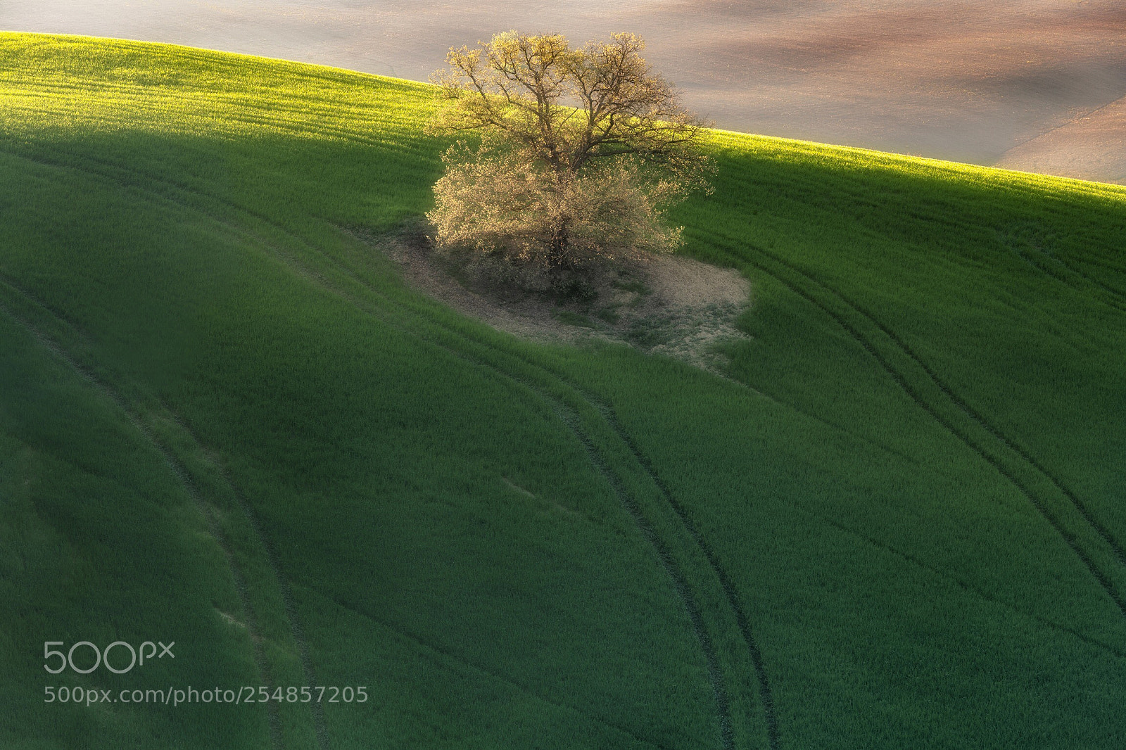 Canon EOS-1D X Mark II sample photo. Albero photography