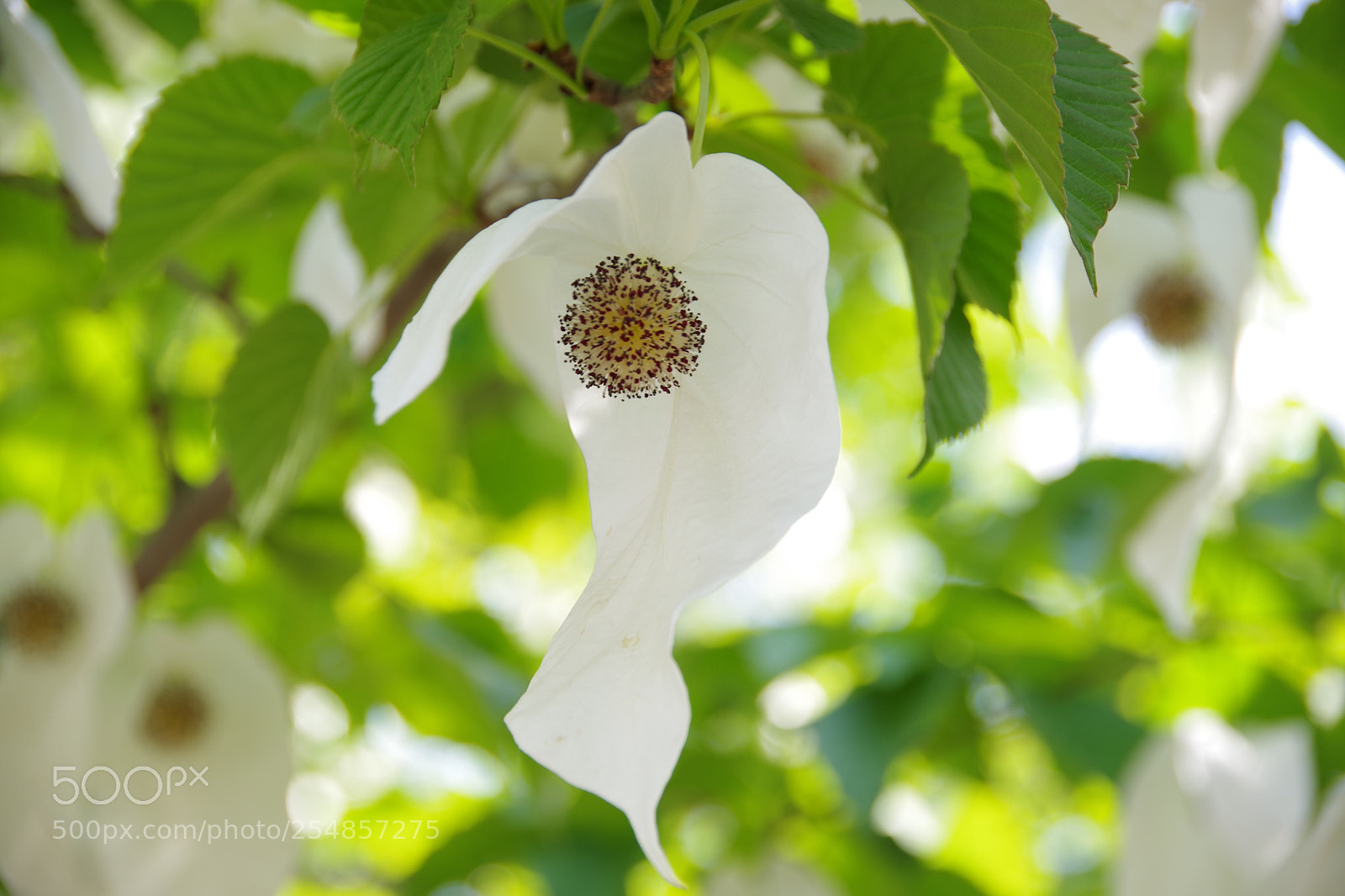 Pentax K-70 sample photo. Untitled photography
