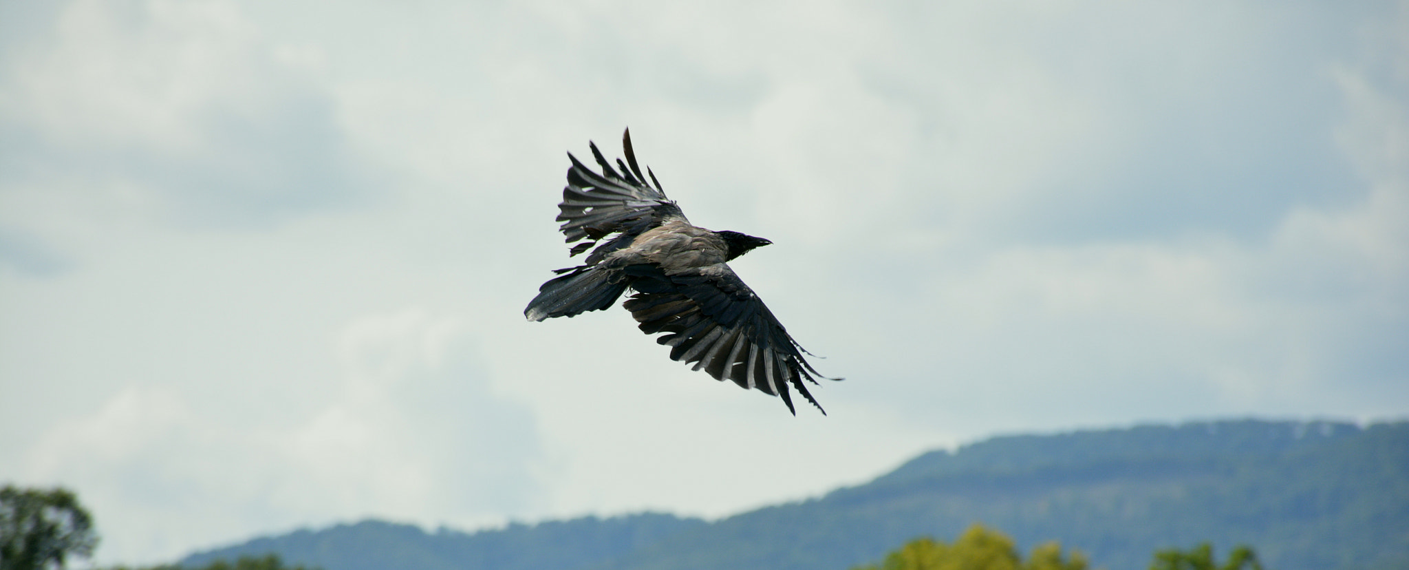 Nikon D5200 sample photo. Crow fly to the sky photography