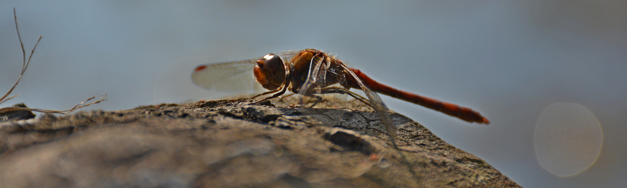 Nikon D5200 sample photo. Vertex photography