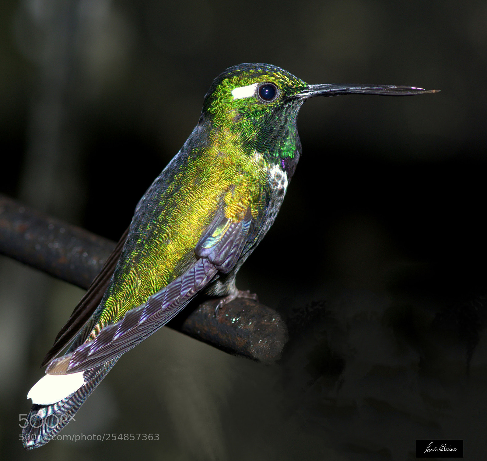 Nikon D600 sample photo. Hummingbird portrait photography