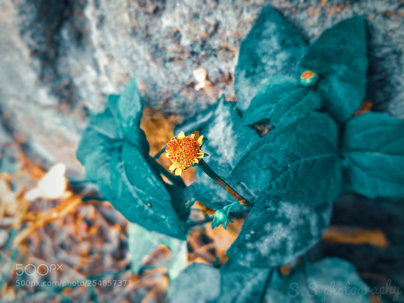 Xiaomi Redmi 3S sample photo. Untitled photography
