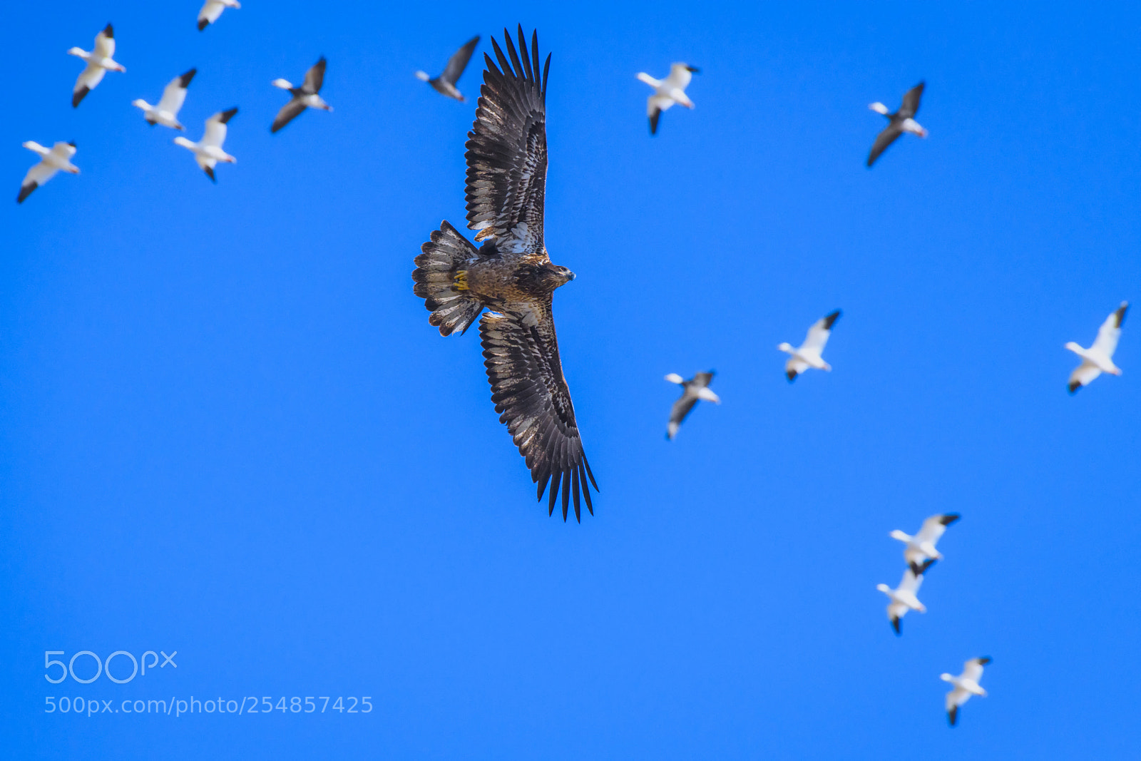 Nikon D850 sample photo. Juvenile bald eagle scaring photography