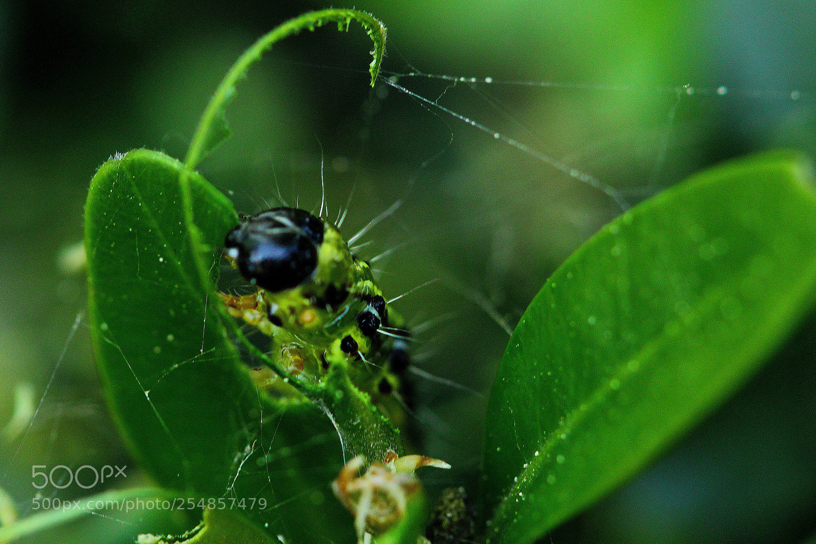 Canon EOS 60D sample photo. Cydalima perspectalis photography