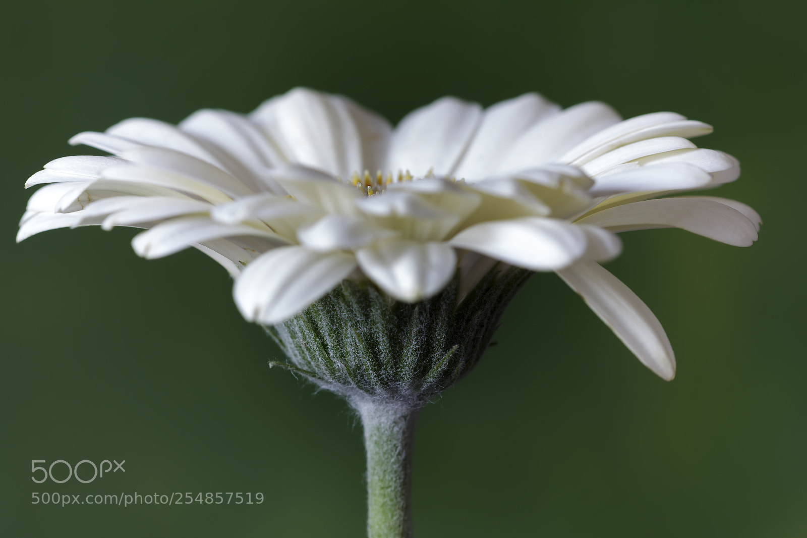 Canon EOS 60D sample photo. Hairy photography
