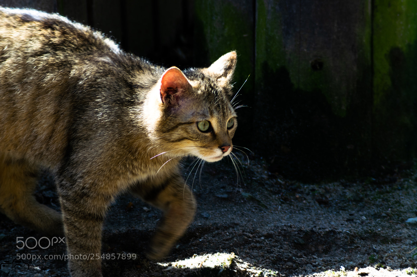 Nikon D5300 sample photo. Wildkatze photography