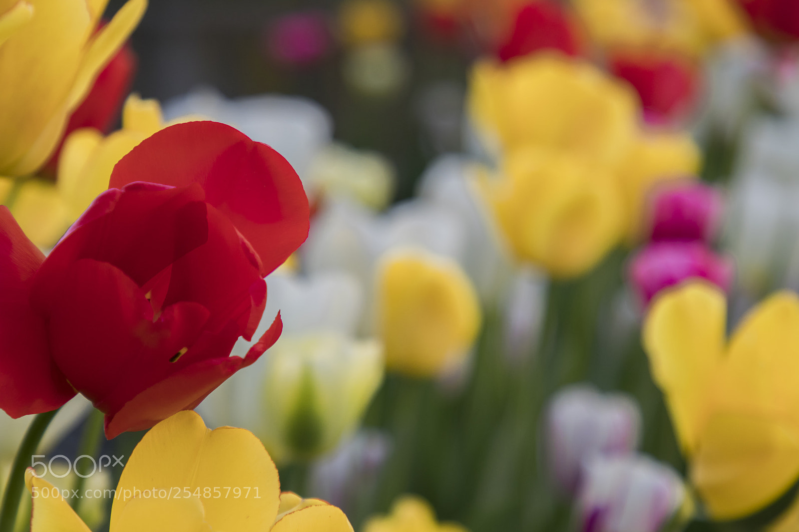Canon EOS 80D sample photo. Tulips photography