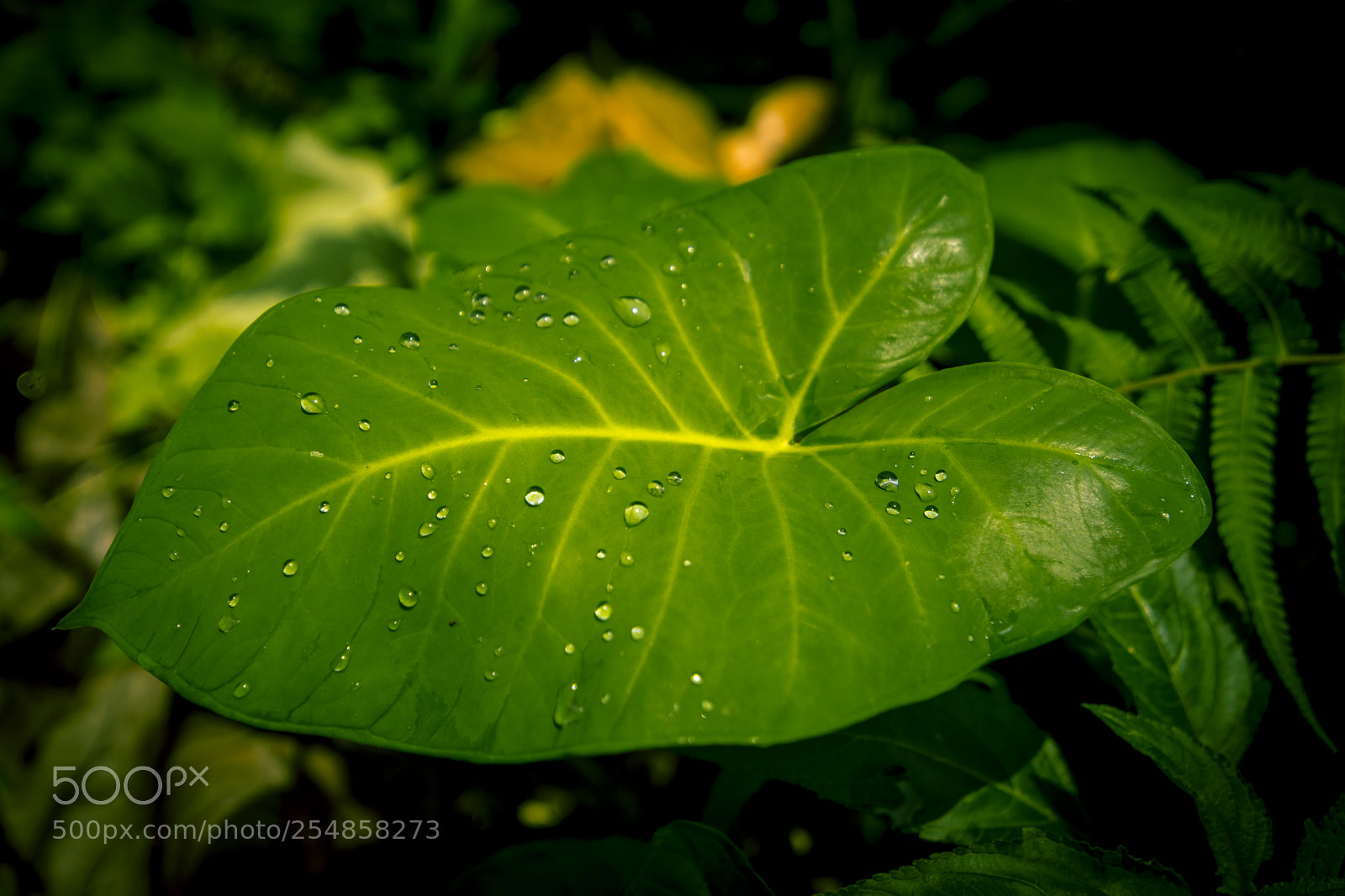 Nikon D3300 sample photo. Sparkling leaf photography