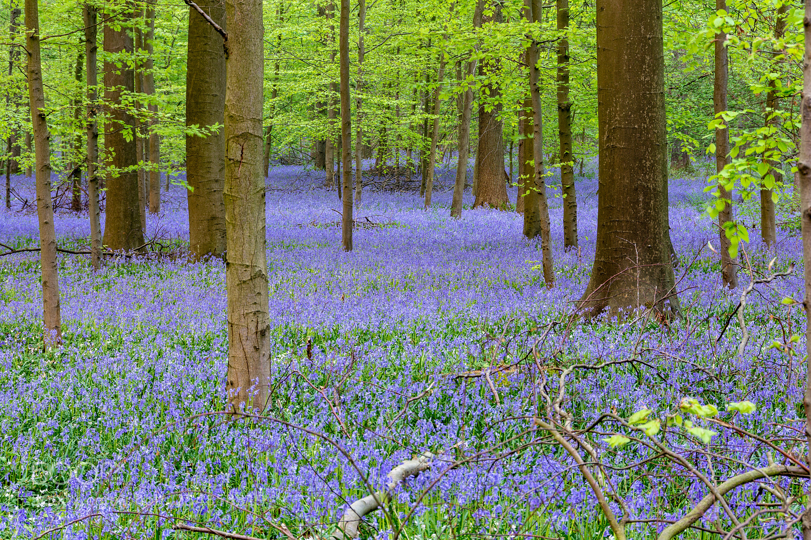 Nikon D7100 sample photo. The hallerbos in halle photography