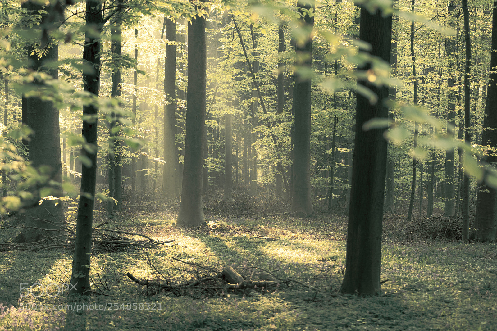 Nikon D7100 sample photo. The hallerbos in halle photography