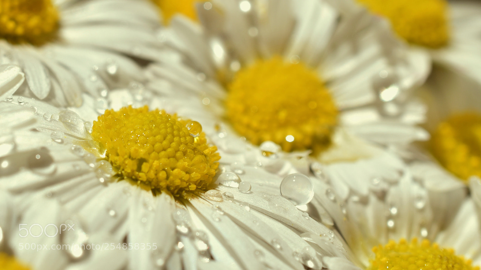 Nikon D5600 sample photo. Sunny photography