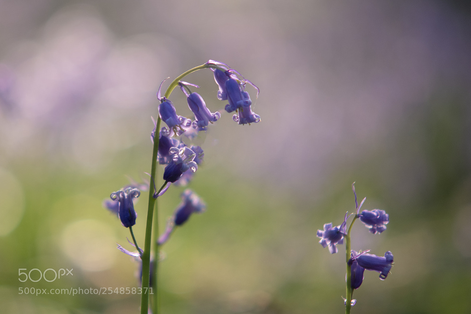 Nikon D7100 sample photo. The hallerbos in halle photography