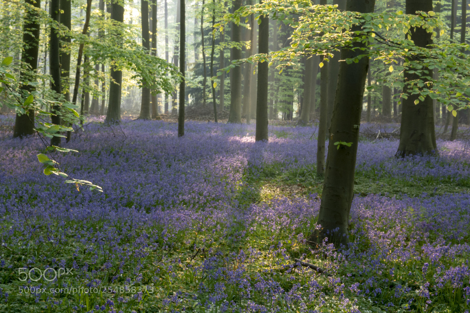 Nikon D7100 sample photo. The hallerbos in halle photography