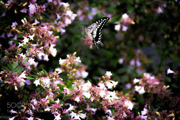 Canon EOS 70D sample photo. Butterfly  photography
