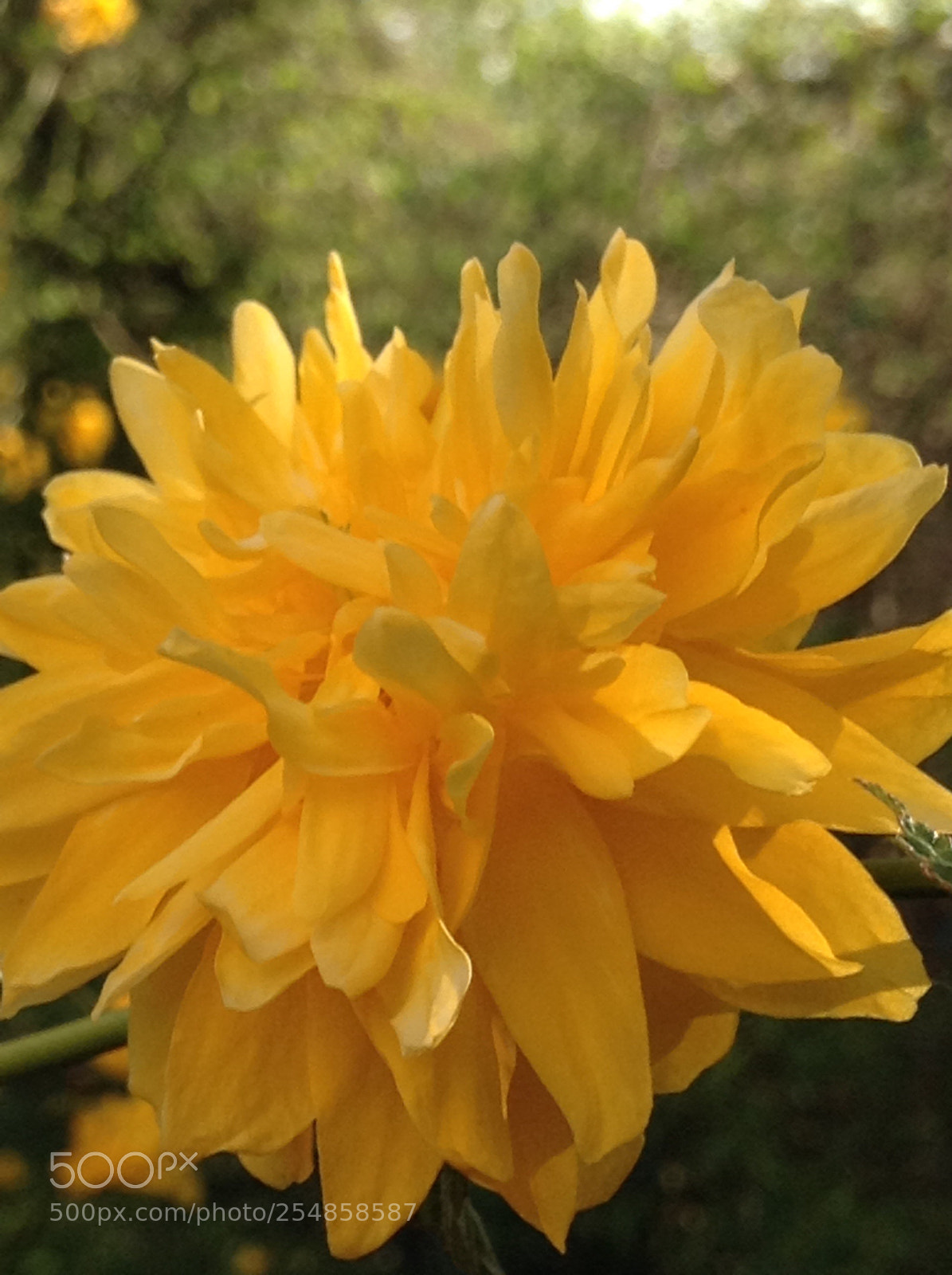 Apple iPod touch sample photo. Flower  photography