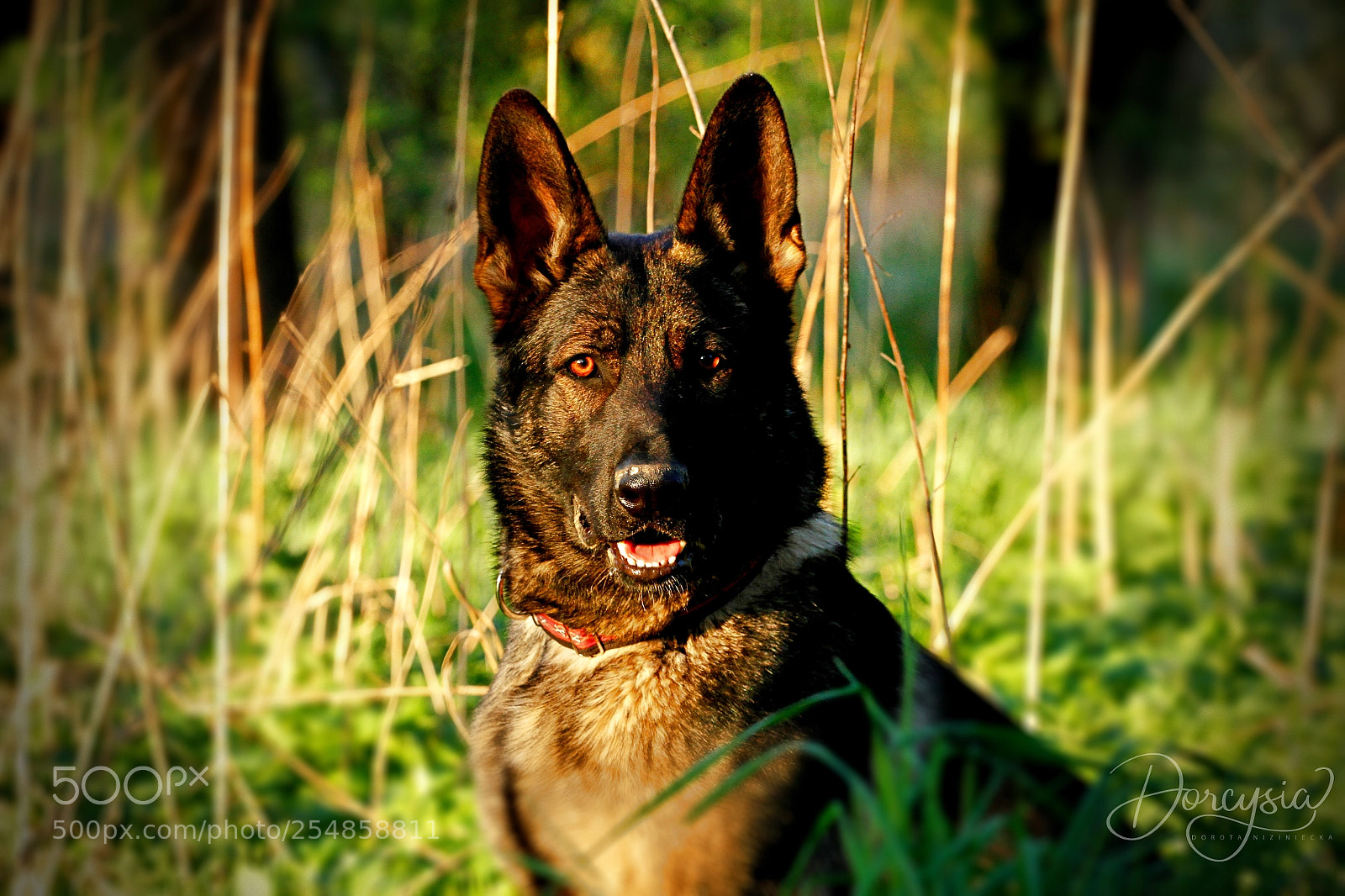 Canon EOS 7D sample photo. Magic- german shepherd working photography