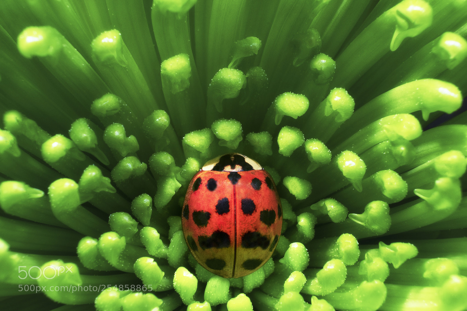 Fujifilm X-Pro2 sample photo. Ladybug photography