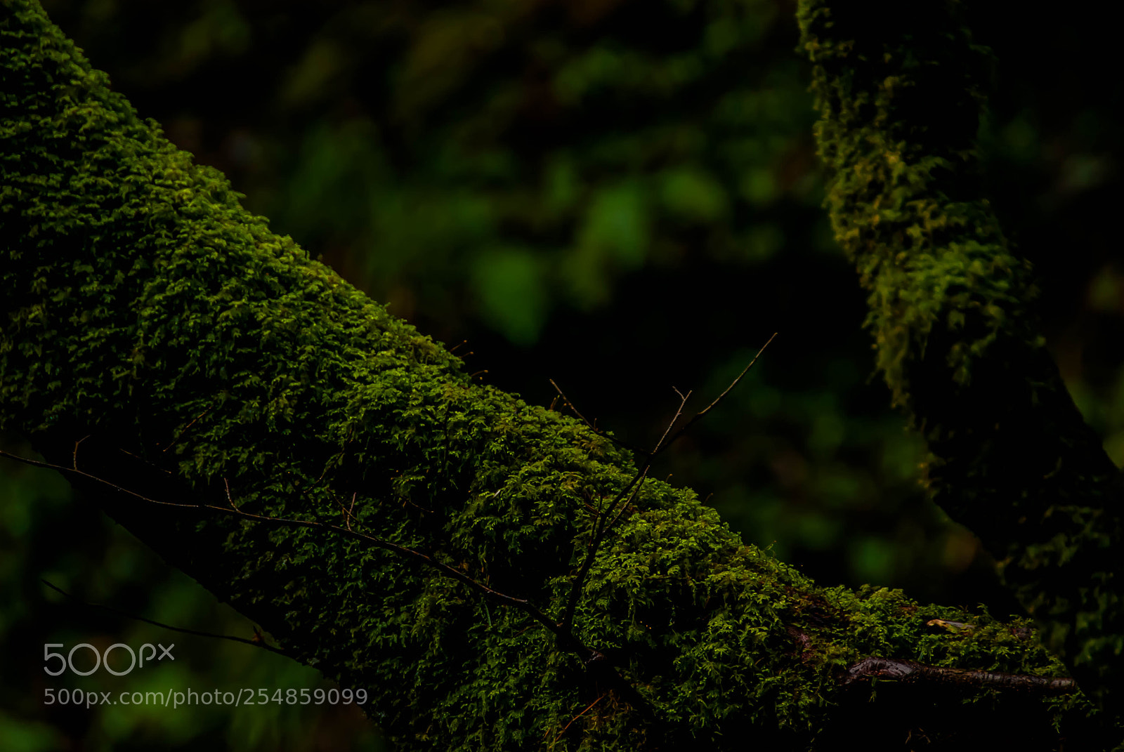 Nikon D60 sample photo. Green photography