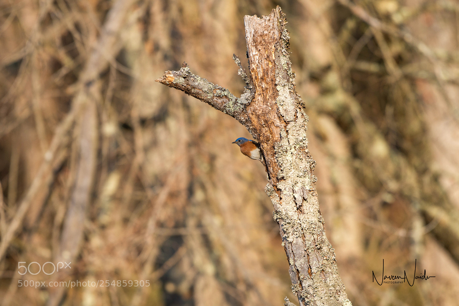 Nikon D800 sample photo. Male eastern bluebird photography