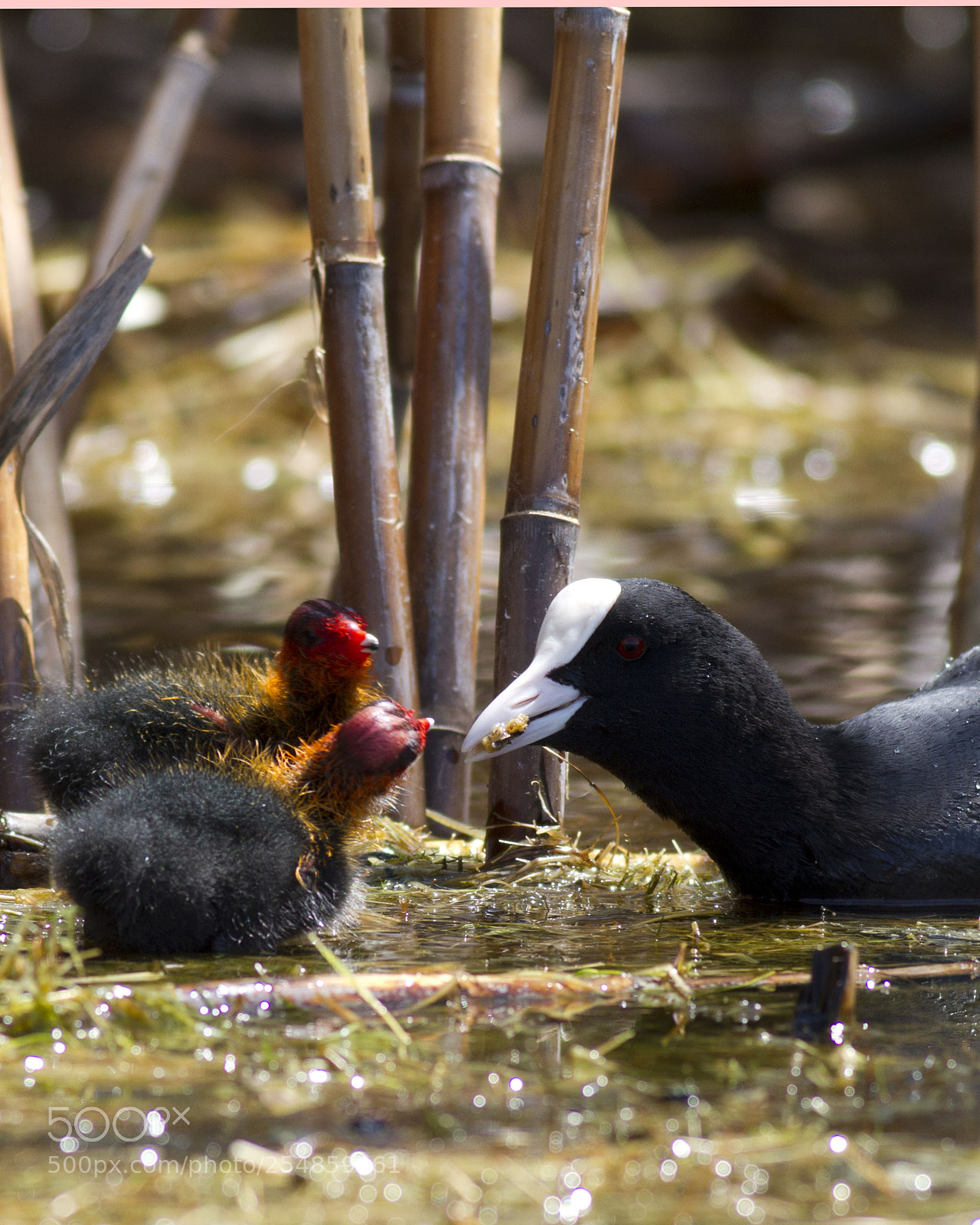 Canon EOS 7D sample photo. Feeding the baby / photography