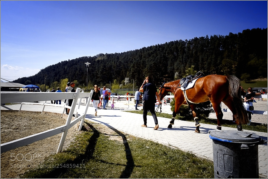 Sony DSC-HX60 sample photo. Paddock photography