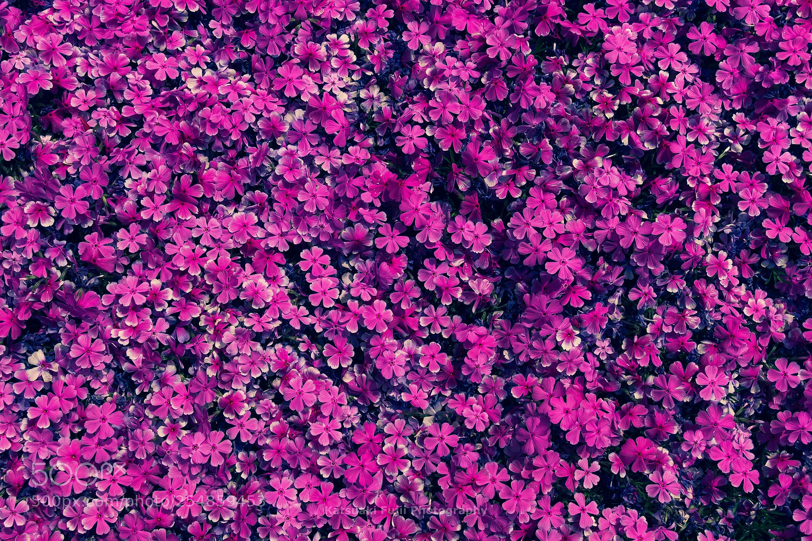 Olympus OM-D E-M10 sample photo. Moss phlox photography
