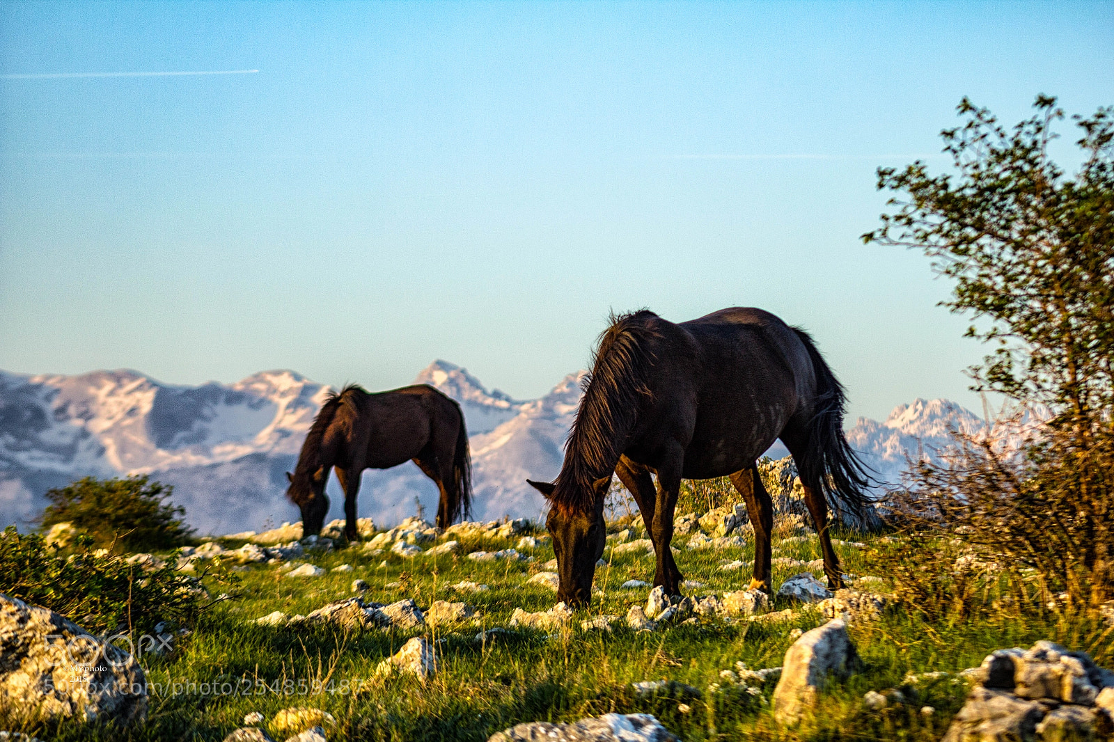 Canon EOS 1200D (EOS Rebel T5 / EOS Kiss X70 / EOS Hi) sample photo. Wild horses photography