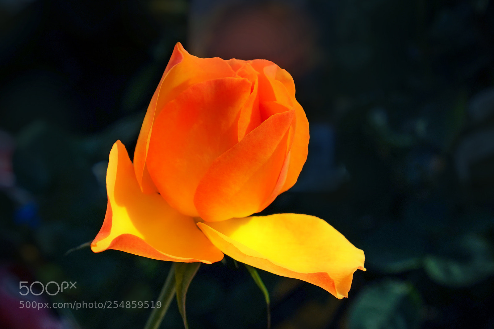 Sony a7 sample photo. Rose photography