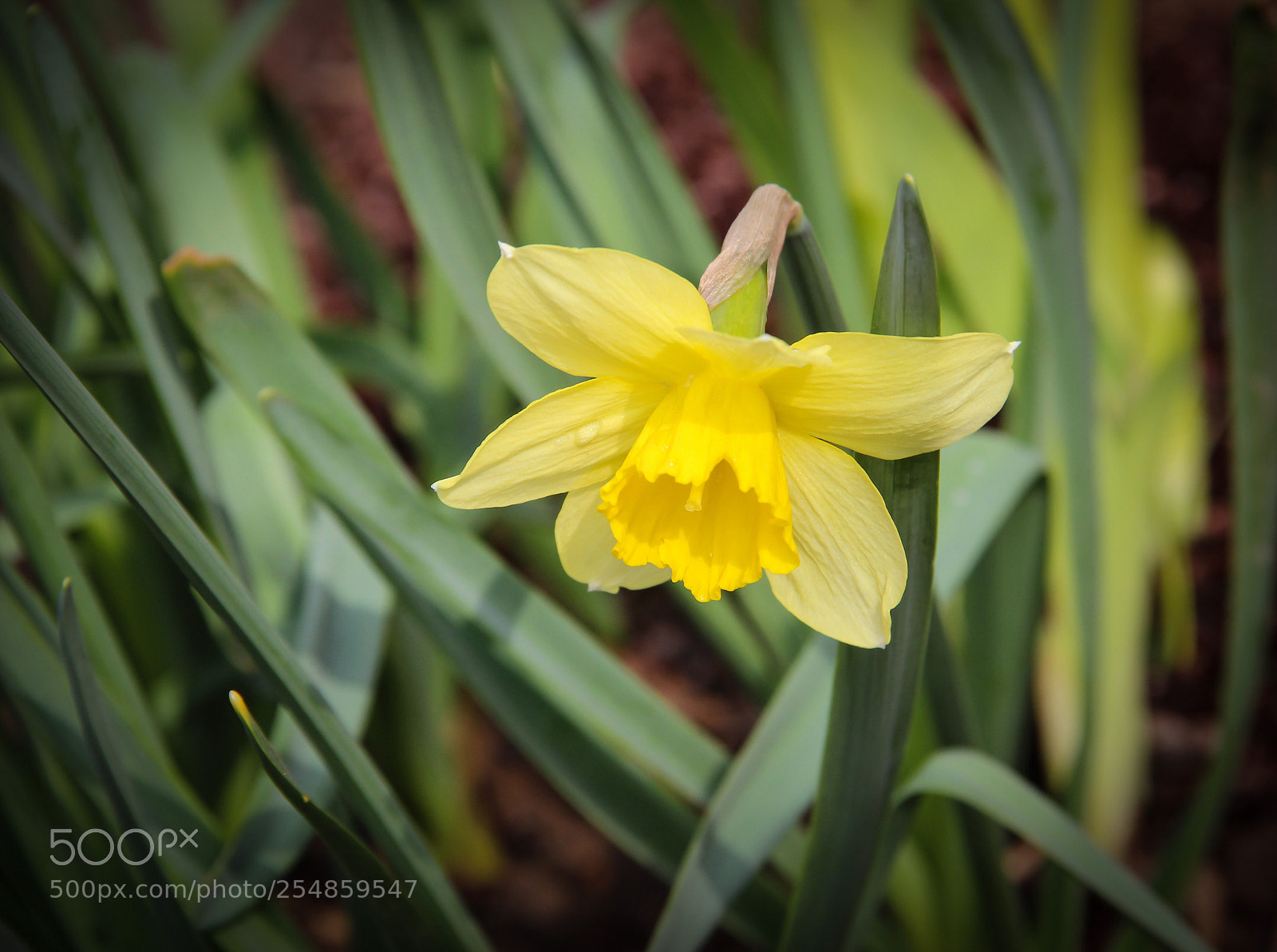 Canon EOS 600D (Rebel EOS T3i / EOS Kiss X5) sample photo. The first narcissus photography