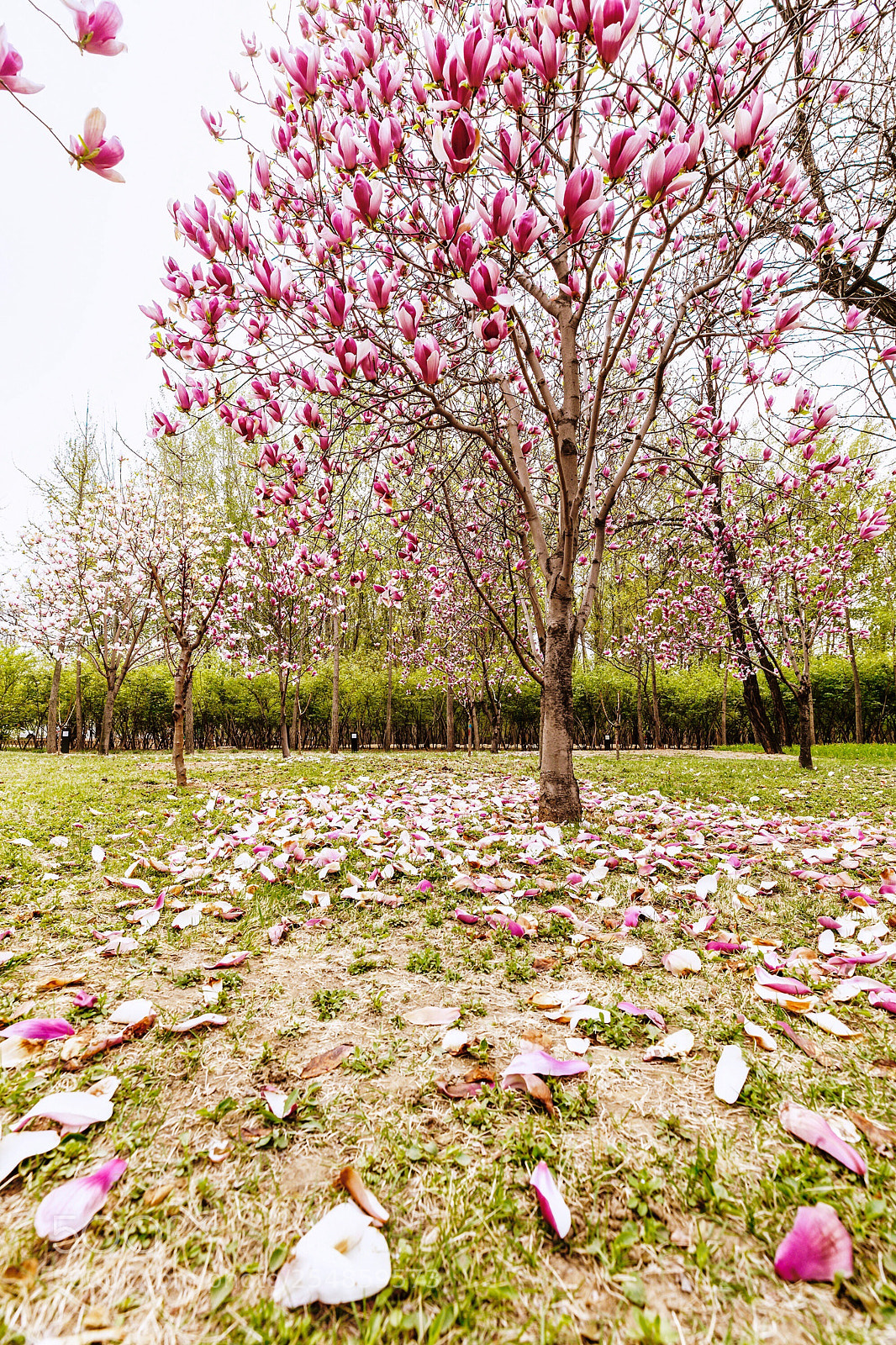 Canon EOS 5DS R sample photo. Magnolia  photography