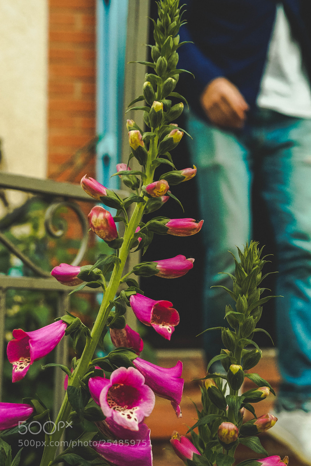 Sony a7 II sample photo. Clermont le-fort flower photography