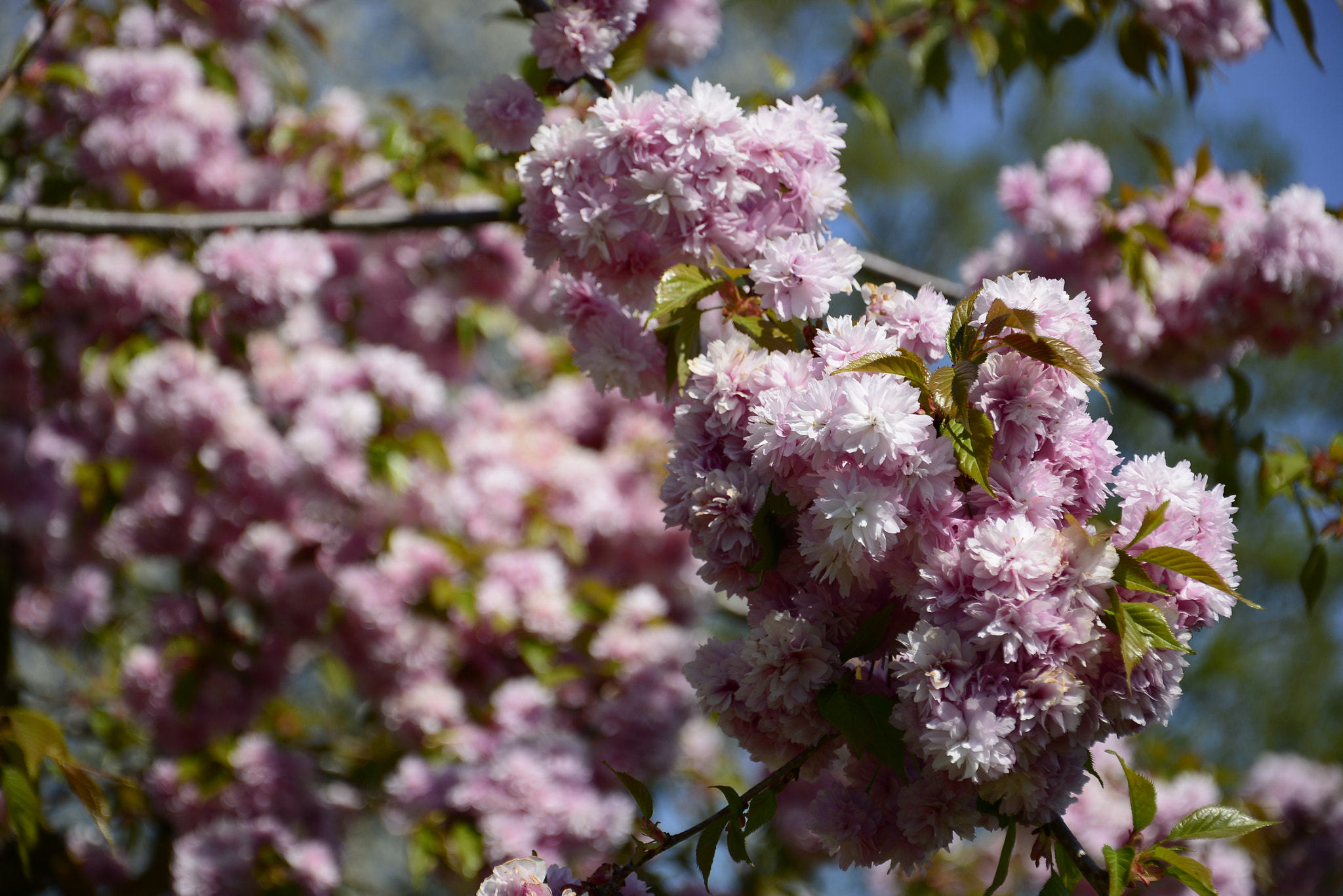 Nikon D7100 sample photo. Spring photography
