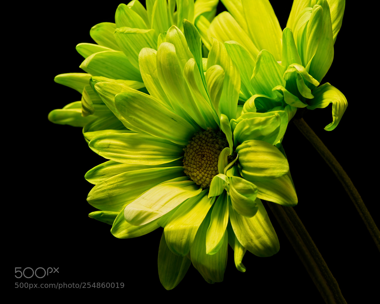 Nikon D810 sample photo. Green daisy 1102 photography