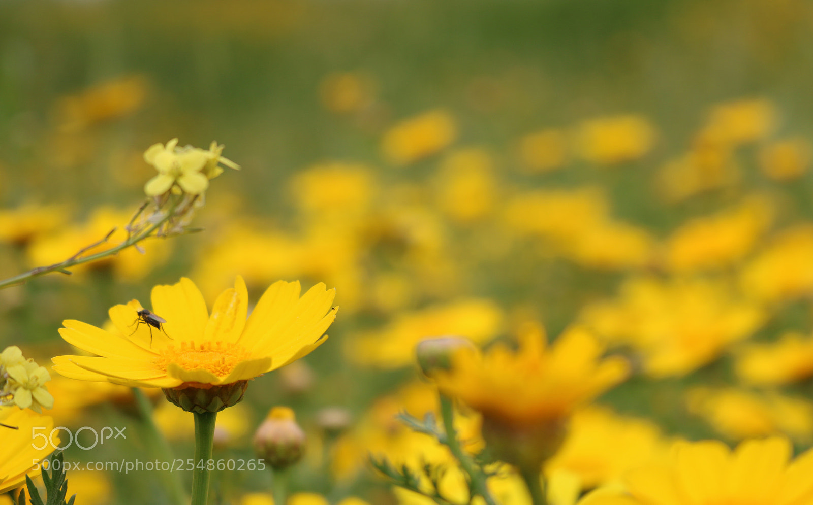 Canon EOS 750D (EOS Rebel T6i / EOS Kiss X8i) sample photo. Amazing yellow.... photography