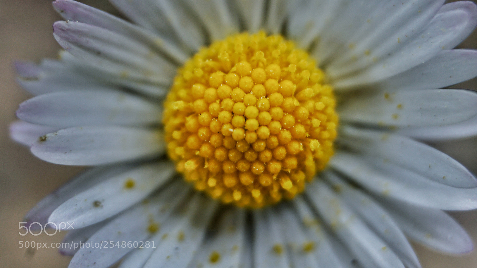 Sony a6300 sample photo. Daisy photography