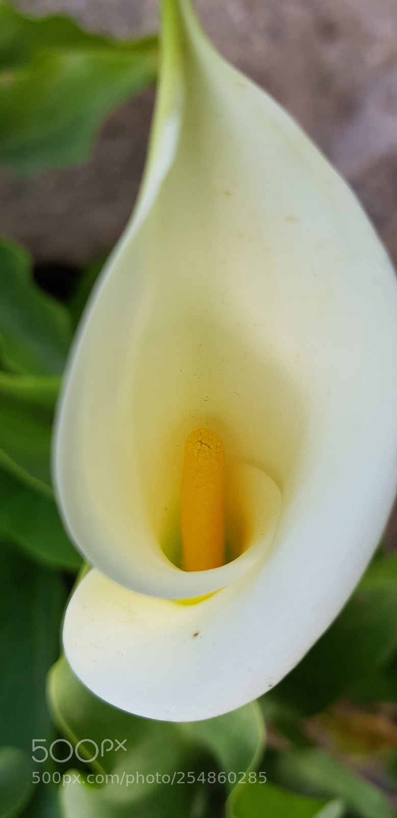Samsung Galaxy S8 sample photo. Flower photography